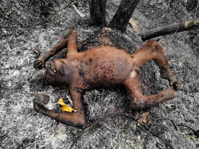 原创地球之肺愤怒燃烧3周之久满地都是尸体人类却无动于衷