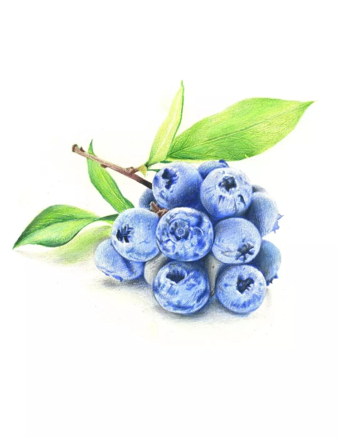 详细彩铅步骤教程| 一步一学画蓝莓