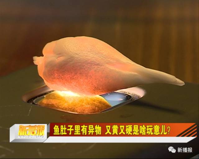鱼肚子里有异物又黄又硬是啥玩意儿