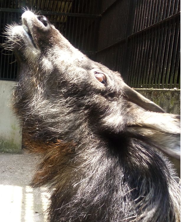 【神奇动物在中国·第7讲】传说中的四不像_鬣羚