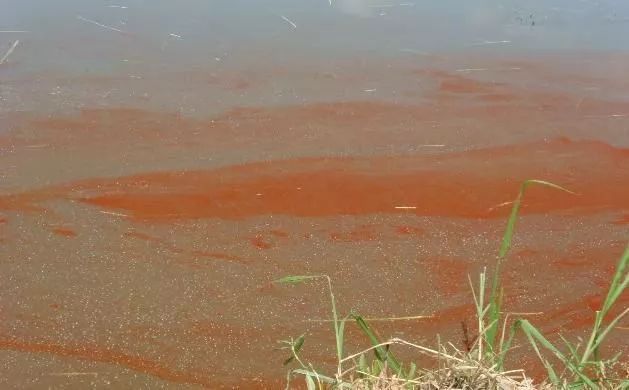 养殖水体漂浮的油膜到底是什么要怎么进行防控