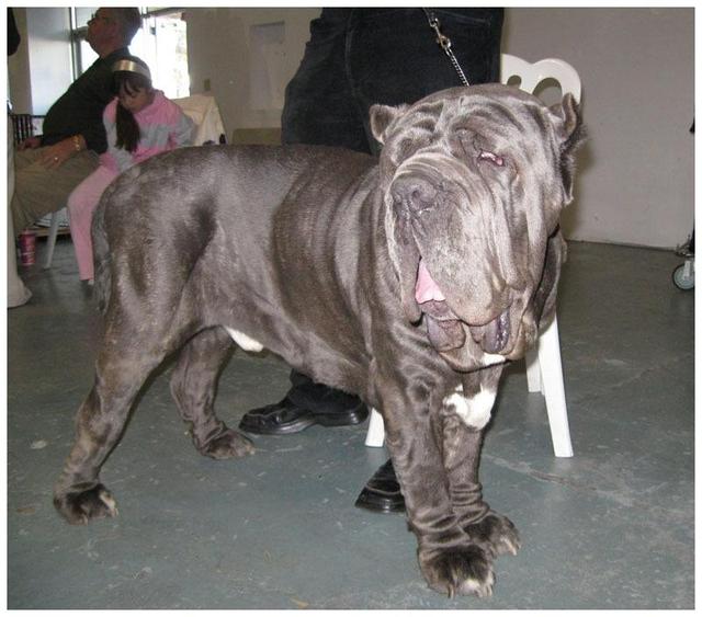 狗狗狂流口水不一定是狂犬病可能喉咙卡住了主人要这么帮它