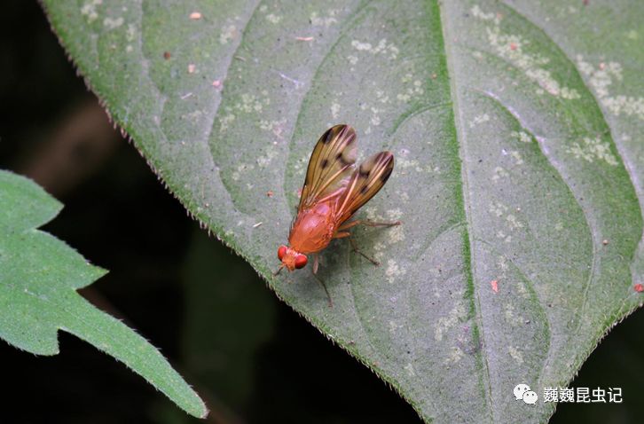 【虫出江湖】天目半日游_马陆