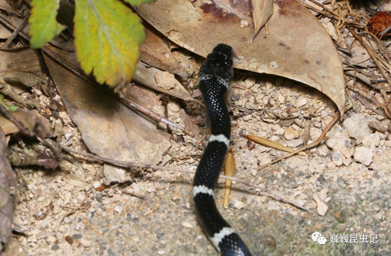 课(这里重点表扬一下为教育献身的浙山蛩同学)本次采集到这里就结束啦