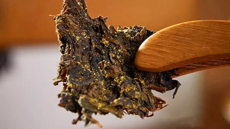 科普黑茶中神奇的金花