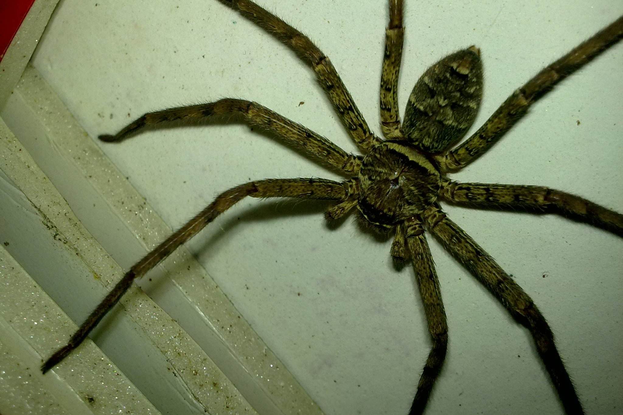 突然发现一大一小两八脚怪大的很大小的很扁呼叫生物老师