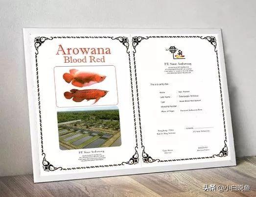 60 大尺寸红龙鱼鉴赏,90%的人都没见过