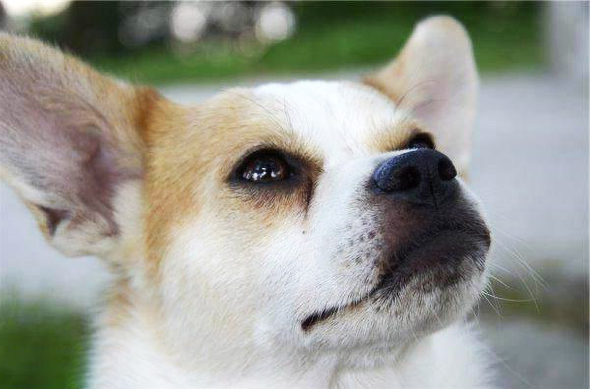 原创狗狗流眼泪到底是怎么回事?一共就5点,看下你家狗狗属于哪一点