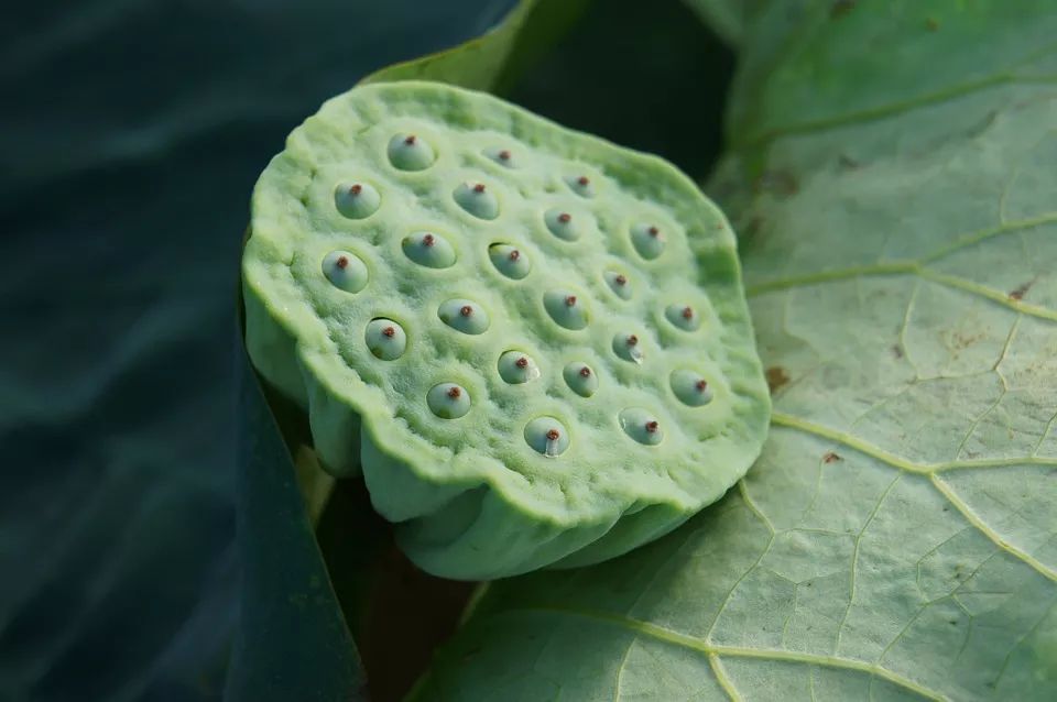 漁家燈火丨處暑人間種種清香好想嚐嚐