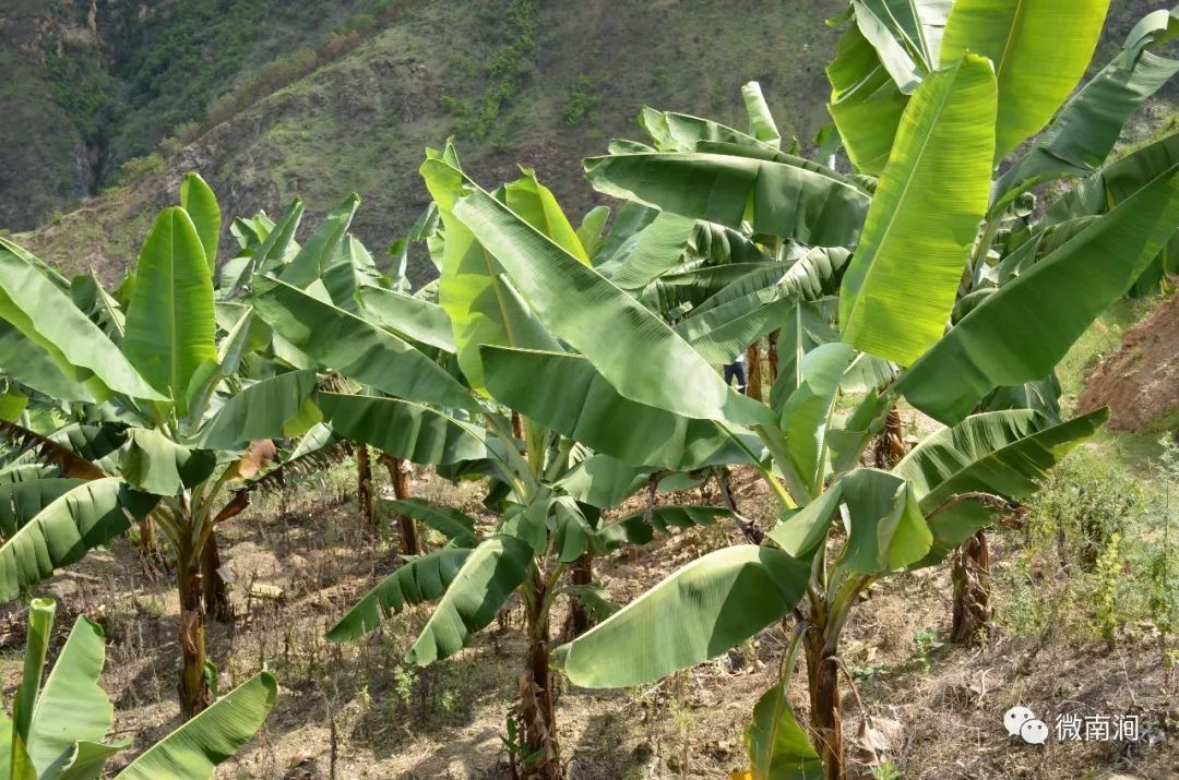 啊火焰山能长出一大片芭蕉林