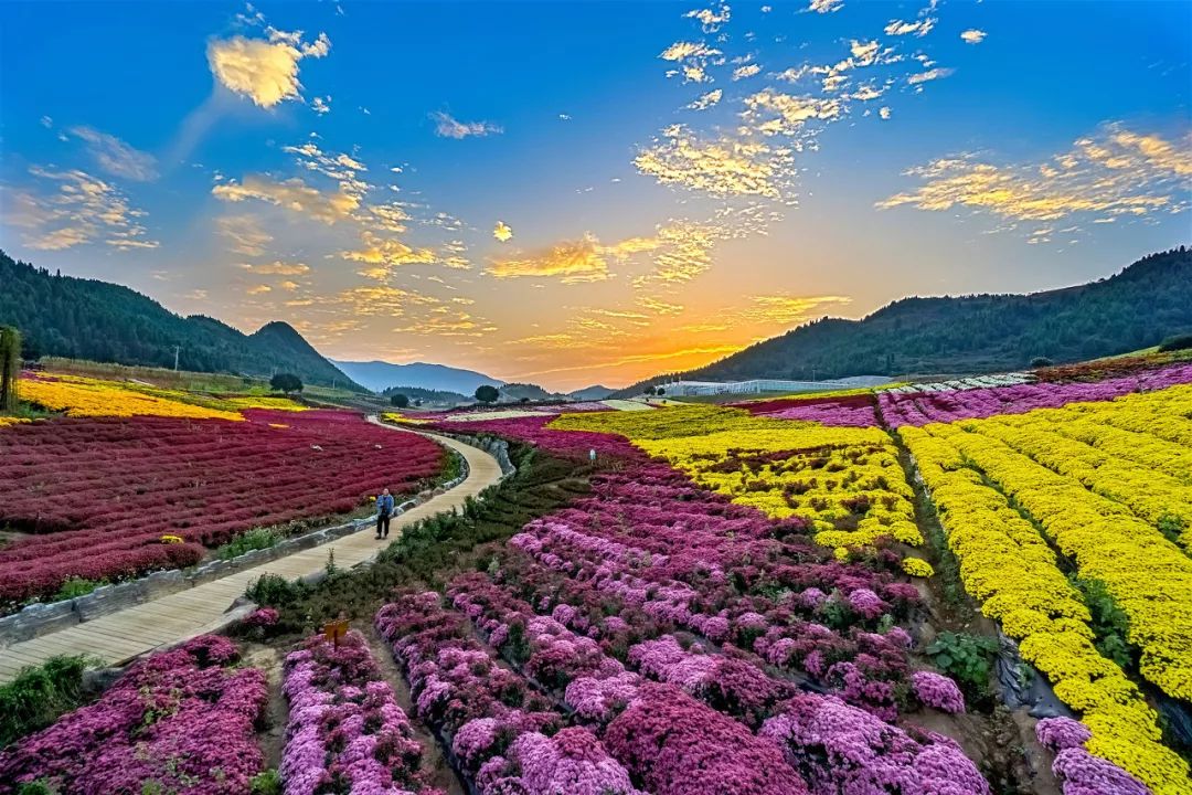 关注麻江9月13日起药谷江村菊花园品菊季开始了这里有15张美腻艳照等