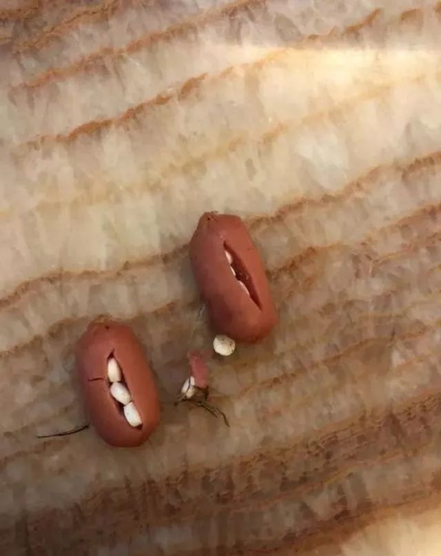 火腿肠里面夹了很多白色药品,应该就是异烟肼了.