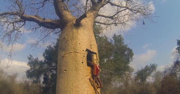 猴面包树不仅能为非洲人民提供饮水和吃食,还能够当地居民居住一些