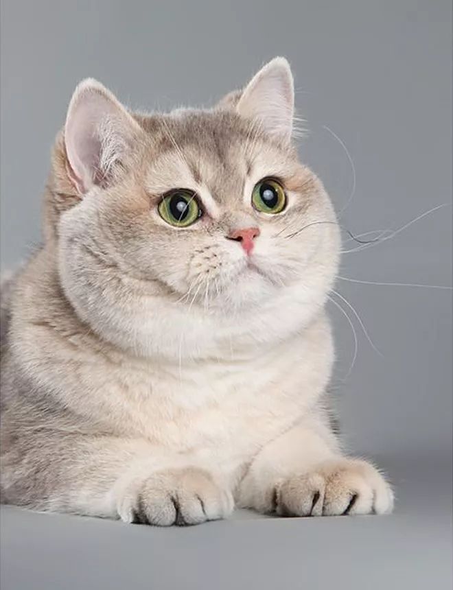 胖出双下巴的喵星人太可爱啦