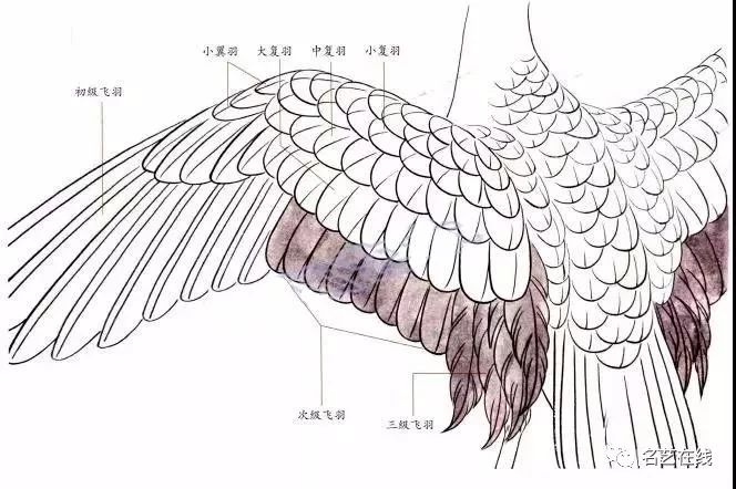 鹤的身体结构图图片