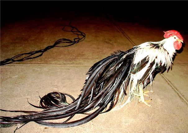 这是特兰西瓦尼亚裸颈鸡,鸡和火鸡的"混血品种",脖子没有毛,所以称裸