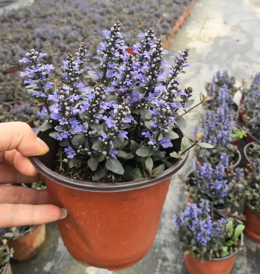 2019长兴花木大会新优品种展参选品种——日本多花筋骨草