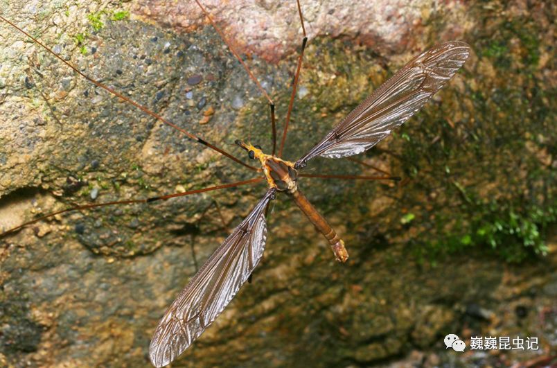 同样强壮的日本优蟋螽似织螽蹲在