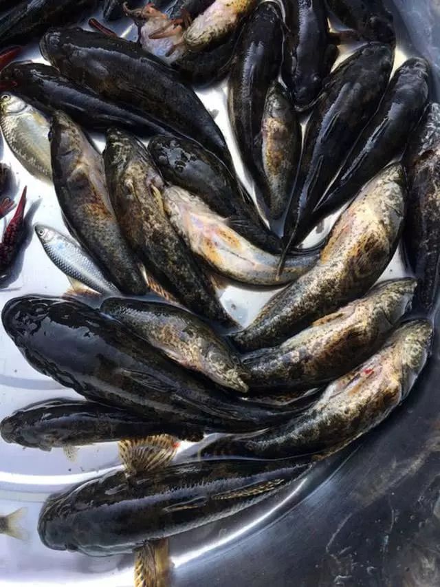 此鱼生性较为凶猛爱吃虾类堪称浅水滩中小霸王