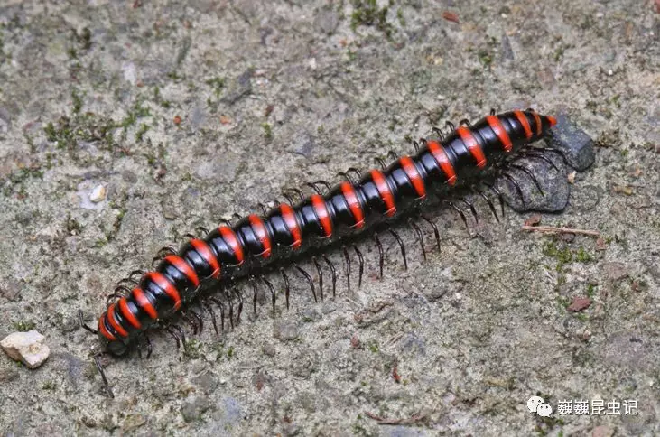 【虫出江湖】天目半日游_马陆