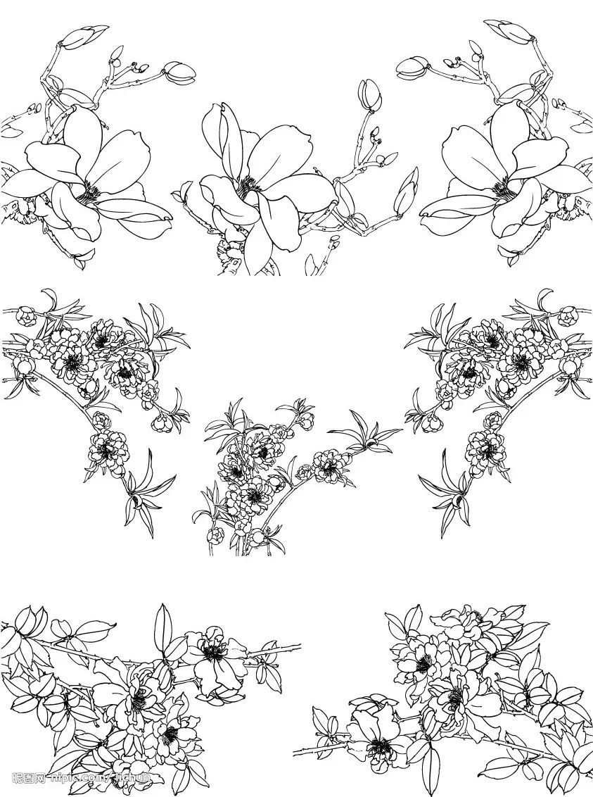 工笔花卉白描技法特点详解!_线条