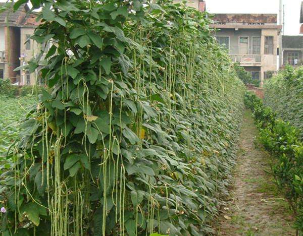 在農村菜園子種植豇豆角的明顯比眉豆角多這是為什麼呢