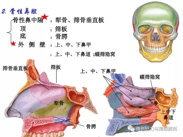 人体解剖学颅骨