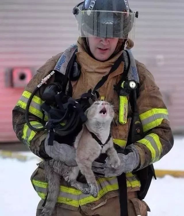 在火灾中被救出来的猫咪深深感恩的看着消防员令人感到