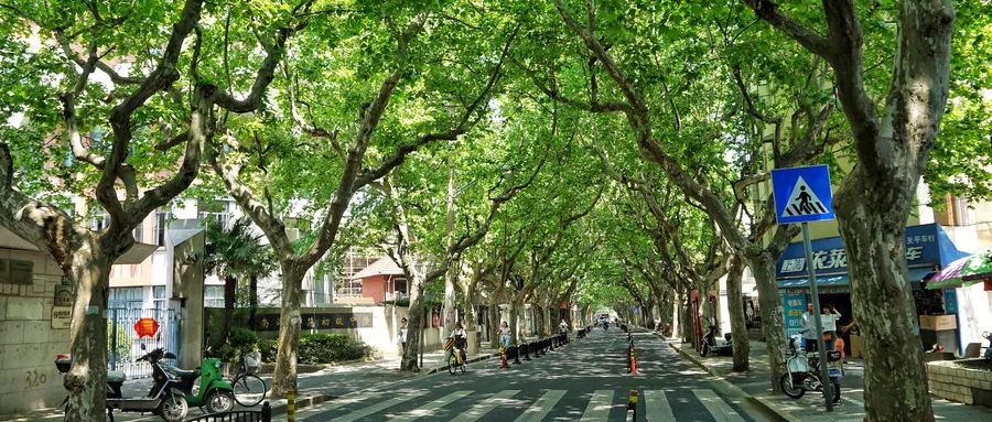 这一路汇聚了上海最多的小资情调,一楼一型格,梧桐树边满是"任意门"