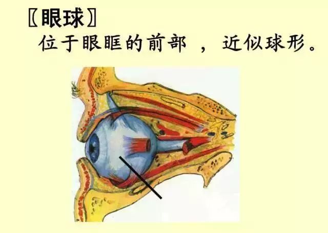 61张经典眼解剖与生理图片值得收藏