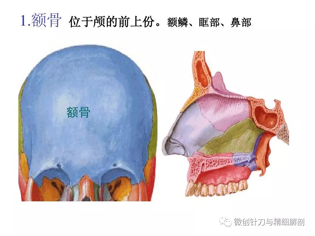 颅骨后面图片