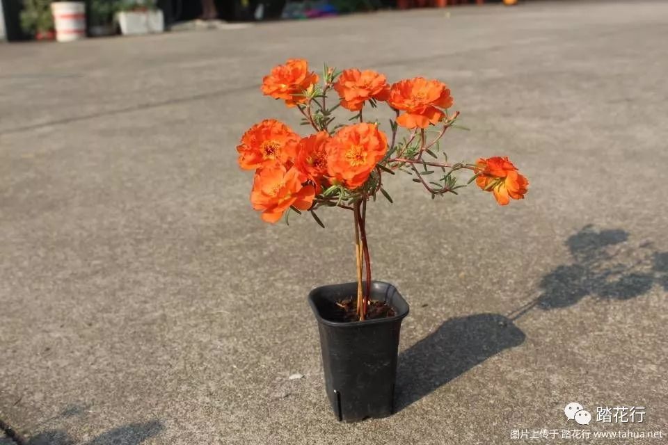 太阳花棒棒糖