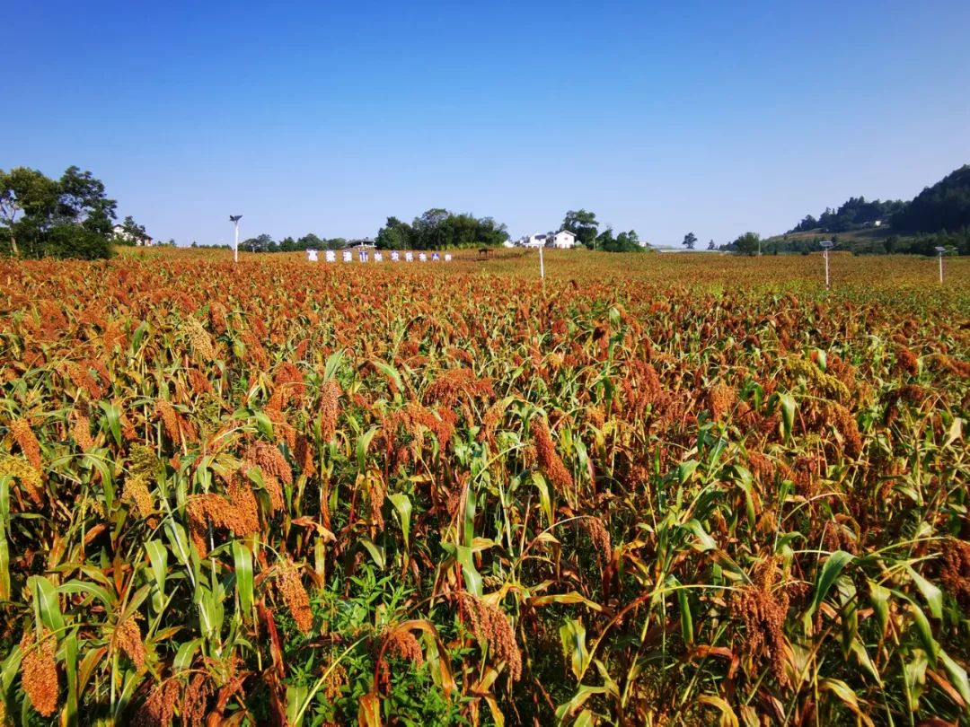 尝到高粱种植甜头的,不只是王美尚,在正安县乡间,田边土角,房前屋后