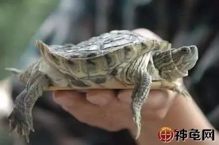 看!畸形龟整容啦