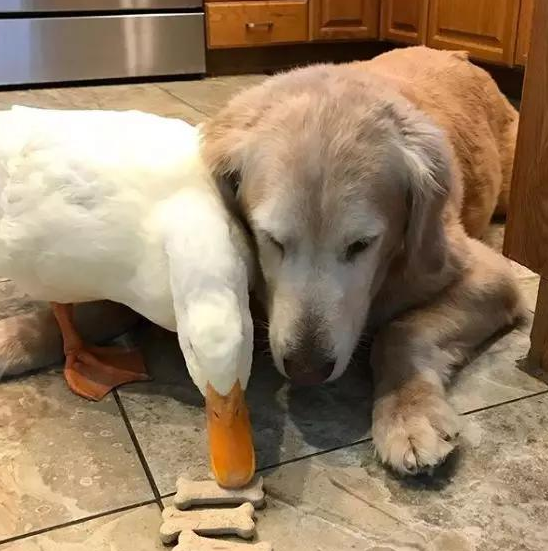 家里的鸭子老是薅金毛的毛,金毛:别薅了,本汪的头要秃了!