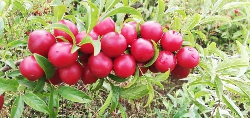 【壮丽70年】返乡种"钙果"种出致富新产业_欧李