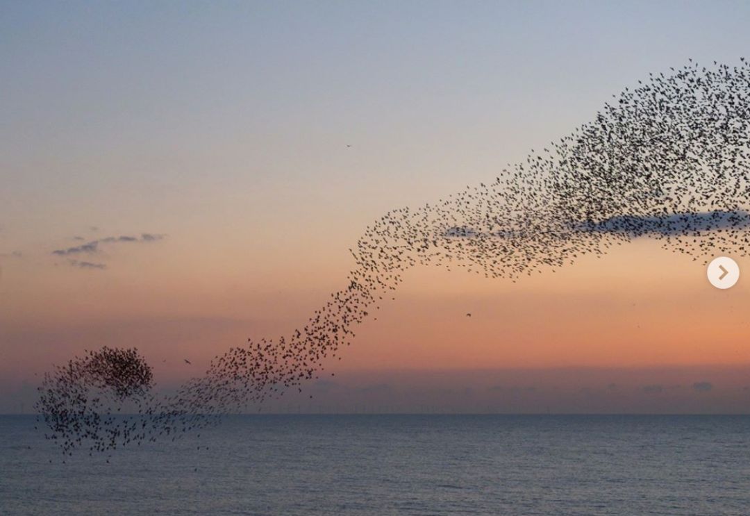 百万只鸟密密麻麻遮蔽天空这是什么神秘现象
