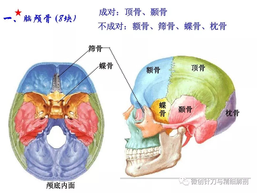 脑袋骨骼结构图图片