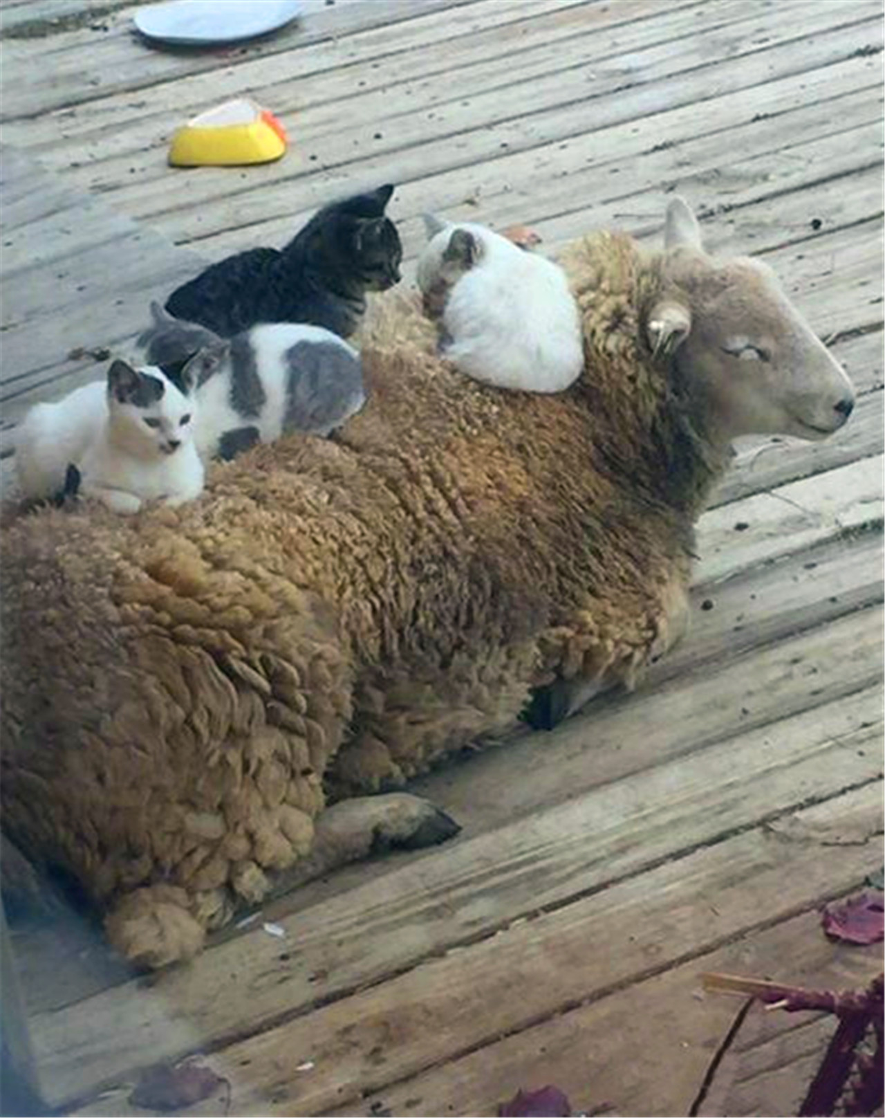 群猫取暖蹲羊身上羊委屈的直翻白眼薅我羊毛还把我当电热毯