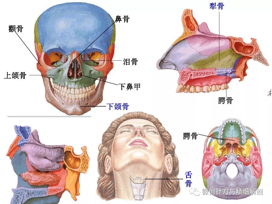 人头颅骨结构图片图片