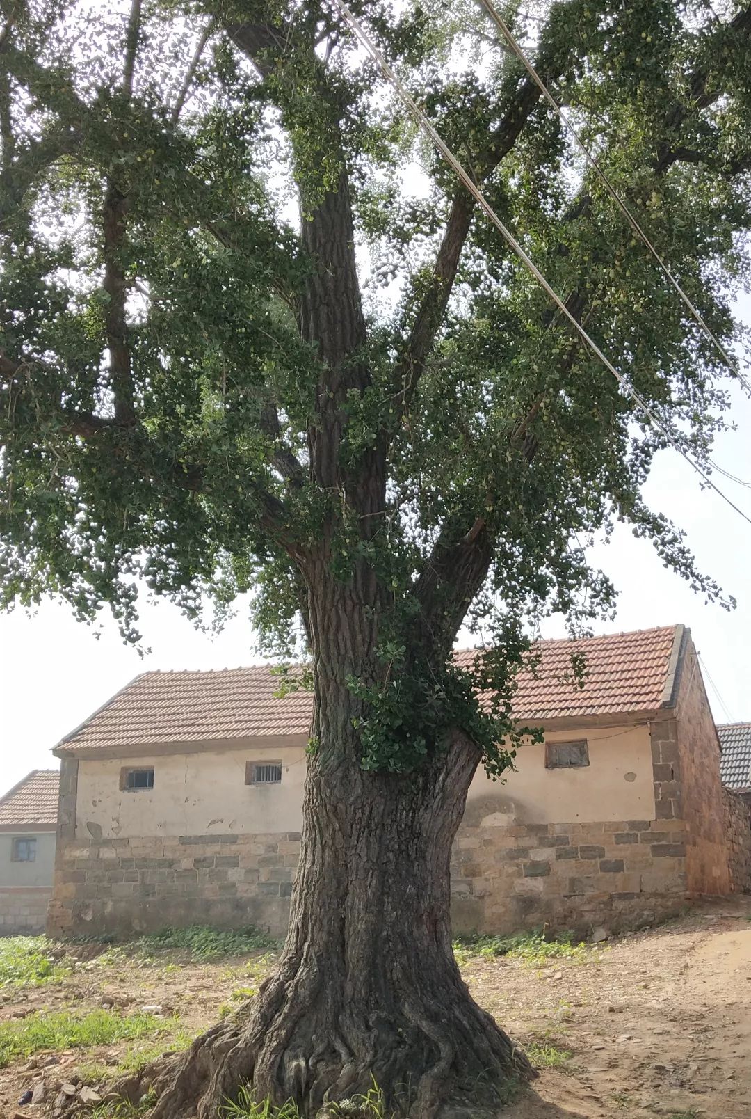 下好先手棋打出特色牌莱阳市照旺庄镇前淳于村顺势借力建设美丽乡村