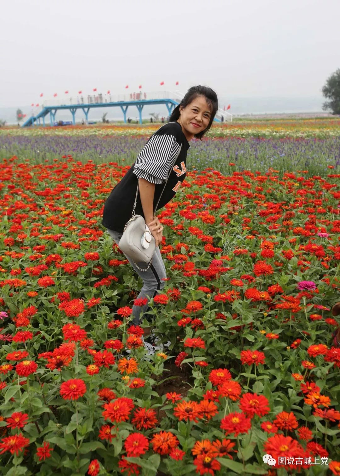 山西襄垣县万亩花海最佳观赏期迎嘉宾