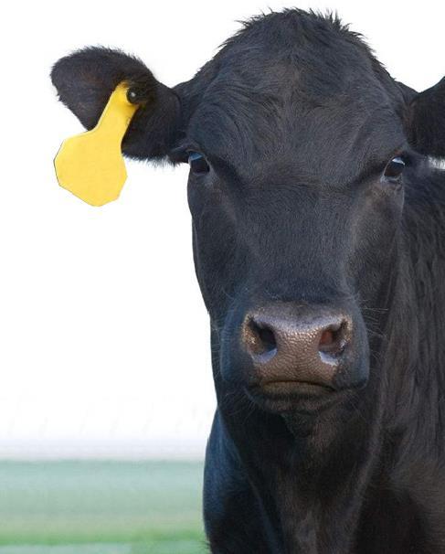 安格斯牛有什么特性?_母牛