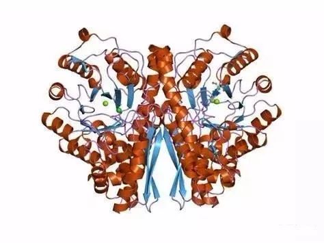 神经元特异性烯醇化酶(nse)是神经元和神经内分泌细胞特有的酶.