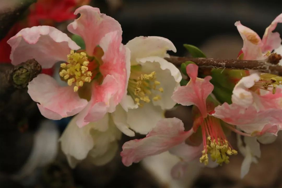 海棠到了该嫁的时候啦