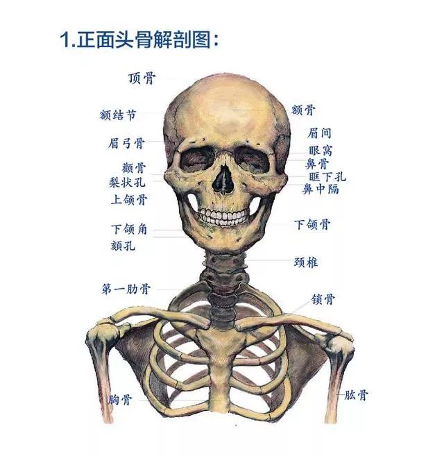 头部外表的凹凸起伏都是源于内部的骨骼结构,头部上的起伏和骨点是