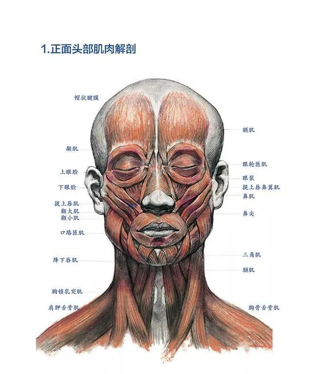 头骨教科书 | 杭州博美素描出品_头部