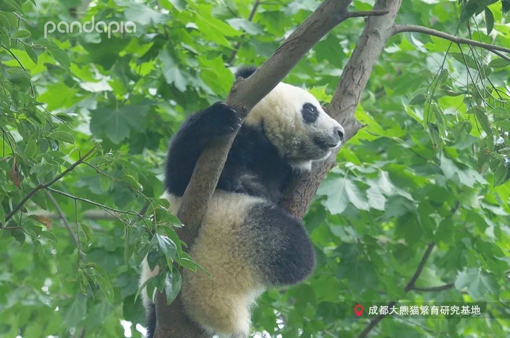 熊猫儿有啥好看的嘛