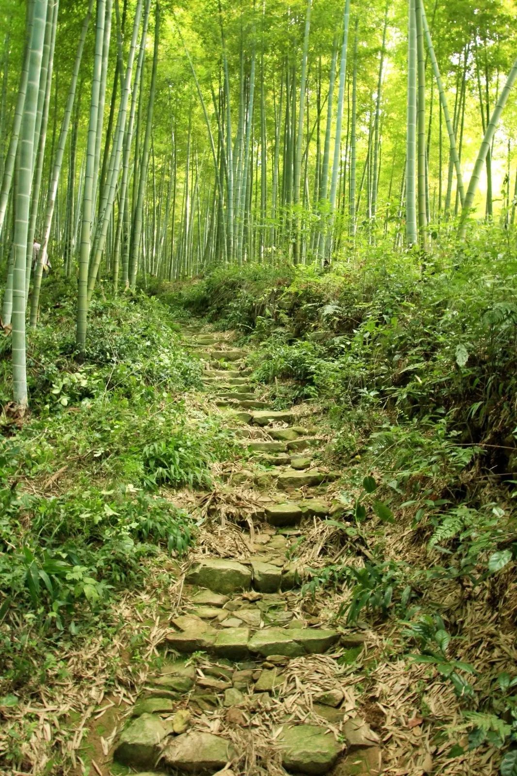 解锁出游好去处来埭溪这条千年古道就对了