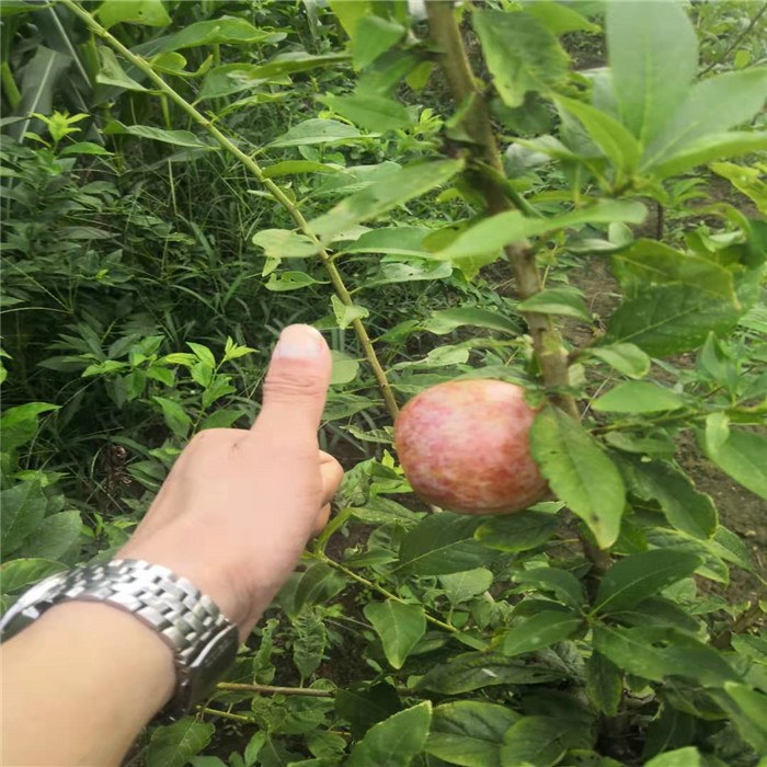 恐龙蛋李子种植技术图片